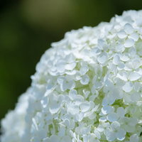 開花した小さな花が密集した白い紫陽花の花びらの写真
