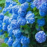 青と紫に咲く紫陽花の壁、梅雨の季節の美しい花の写真