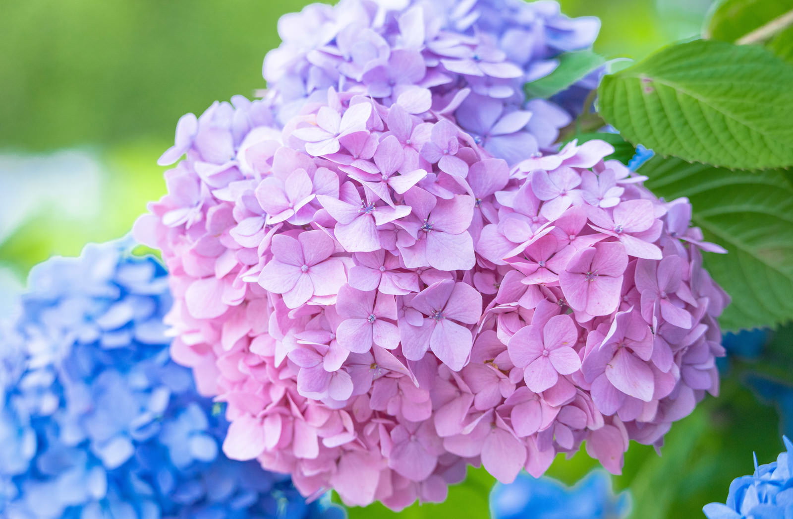 ピンクと青紫の花びらが美しいグラデーションを見せる紫陽花の花