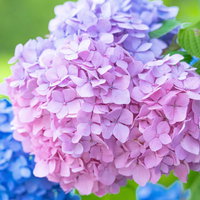 ピンクと青紫に染まる複数の色を持つ紫陽花の花の写真