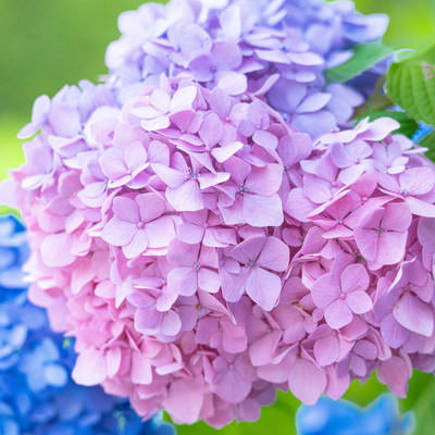 ピンクと青紫に染まる複数の色を持つ紫陽花の花の写真