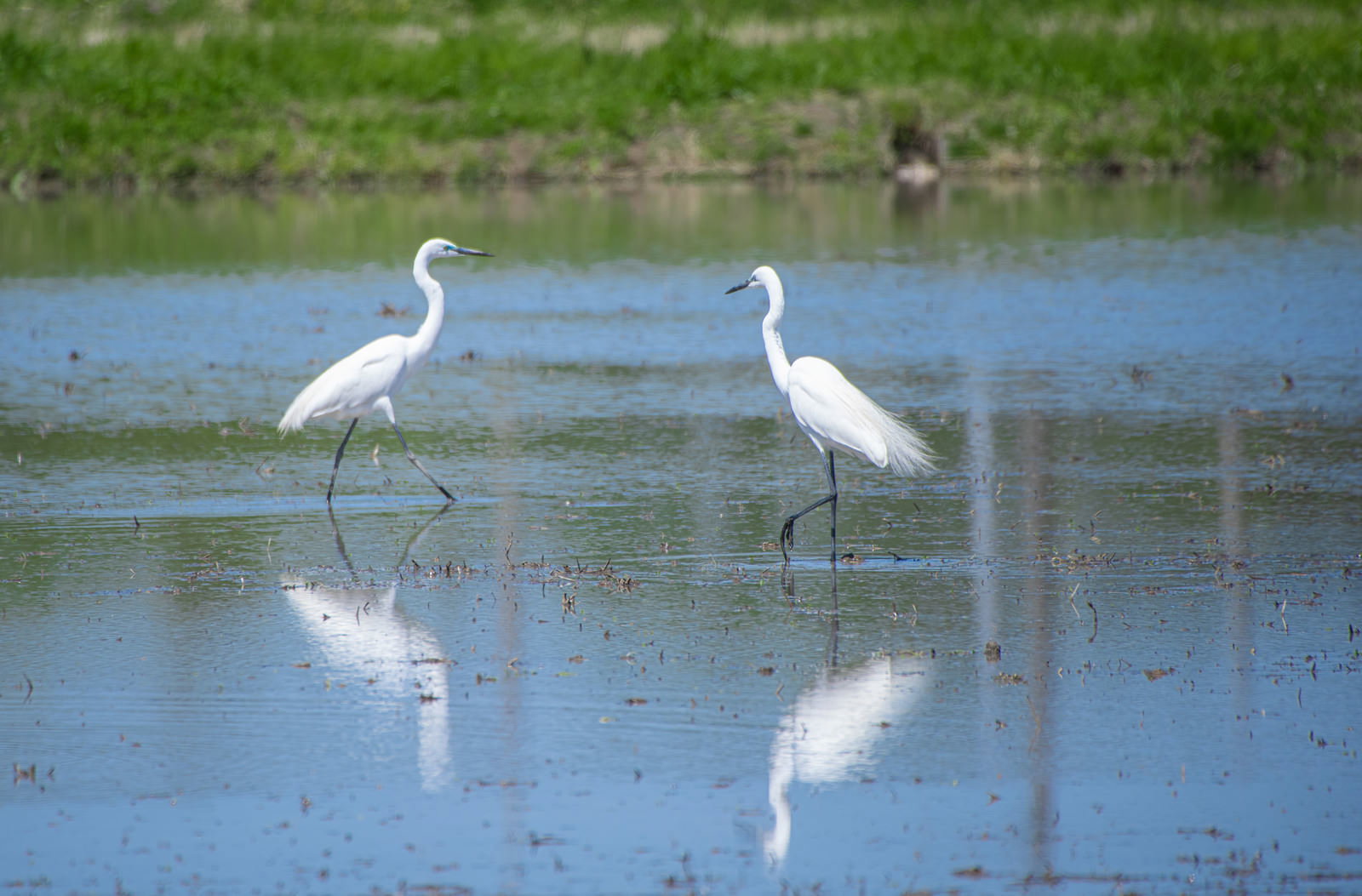 Two white Great Egrets standing in a rice paddy with their reflections on the water surface