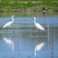 水田に映るダイサギ2羽の姿と反射の写真