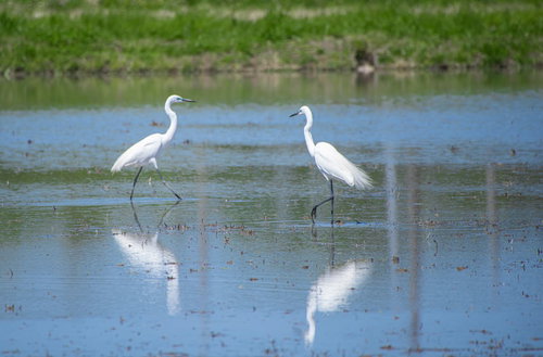 水田に映るダイサギ2羽の姿と反射