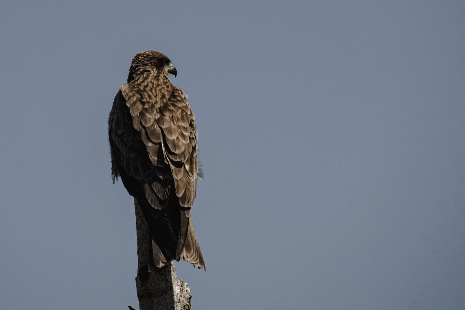 青空を背景に茶色の羽毛で周りを警戒するトビの野鳥