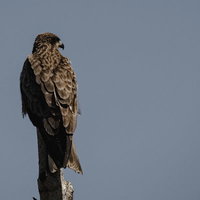 周りを警戒する茶色い羽毛のトビ（タカ科の猛禽類）の写真