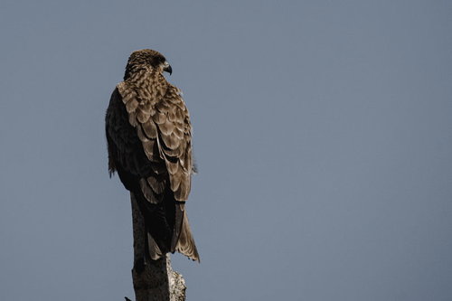 周りを警戒する茶色い羽毛のトビ（タカ科の猛禽類）