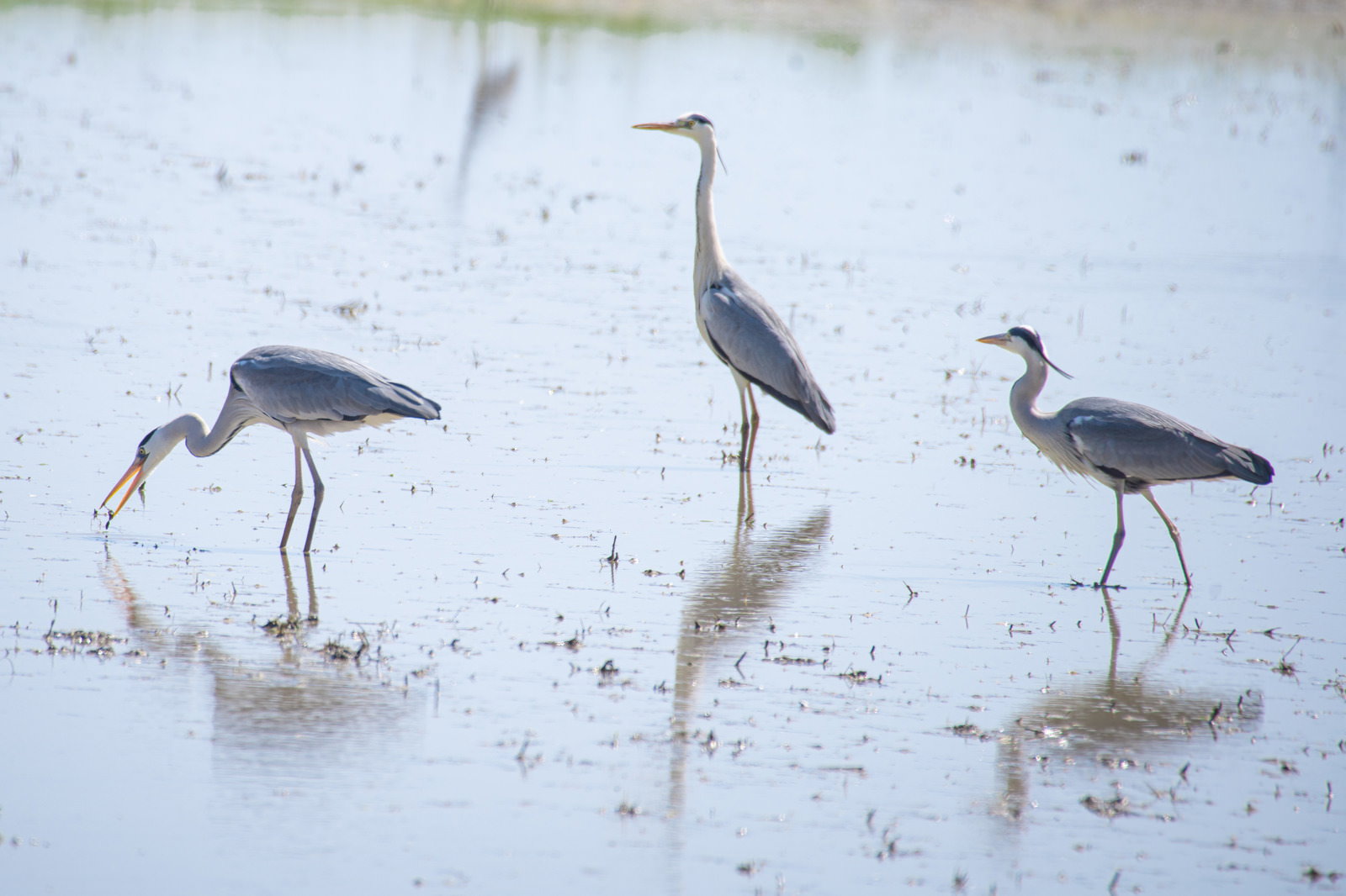 水田の浅い水面に立つ三羽のアオサギと水面への映り込み