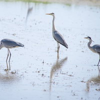 水田に映る三羽のアオサギの群生と水面反射の写真