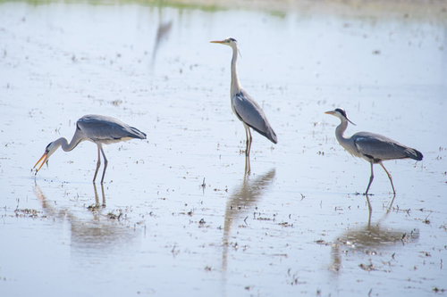 水田に映る三羽のアオサギの群生と水面反射