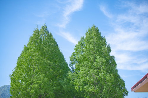 青空を背景に立つメタセコイヤの頭と建物の屋根
