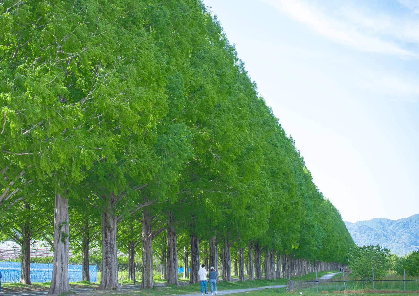 青空の下、道路の両側に新緑のメタセコイヤが一直線に植えられた美しい並木道