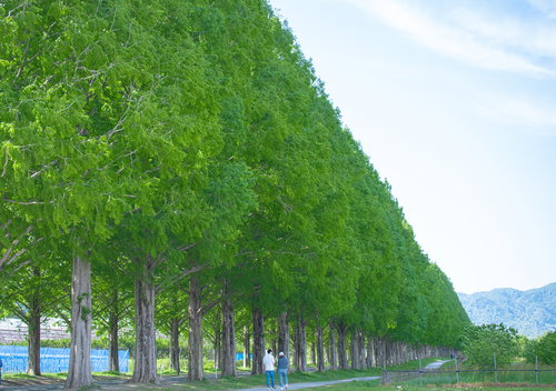 どこまでも続く青いメタセコイヤの並木道と青空