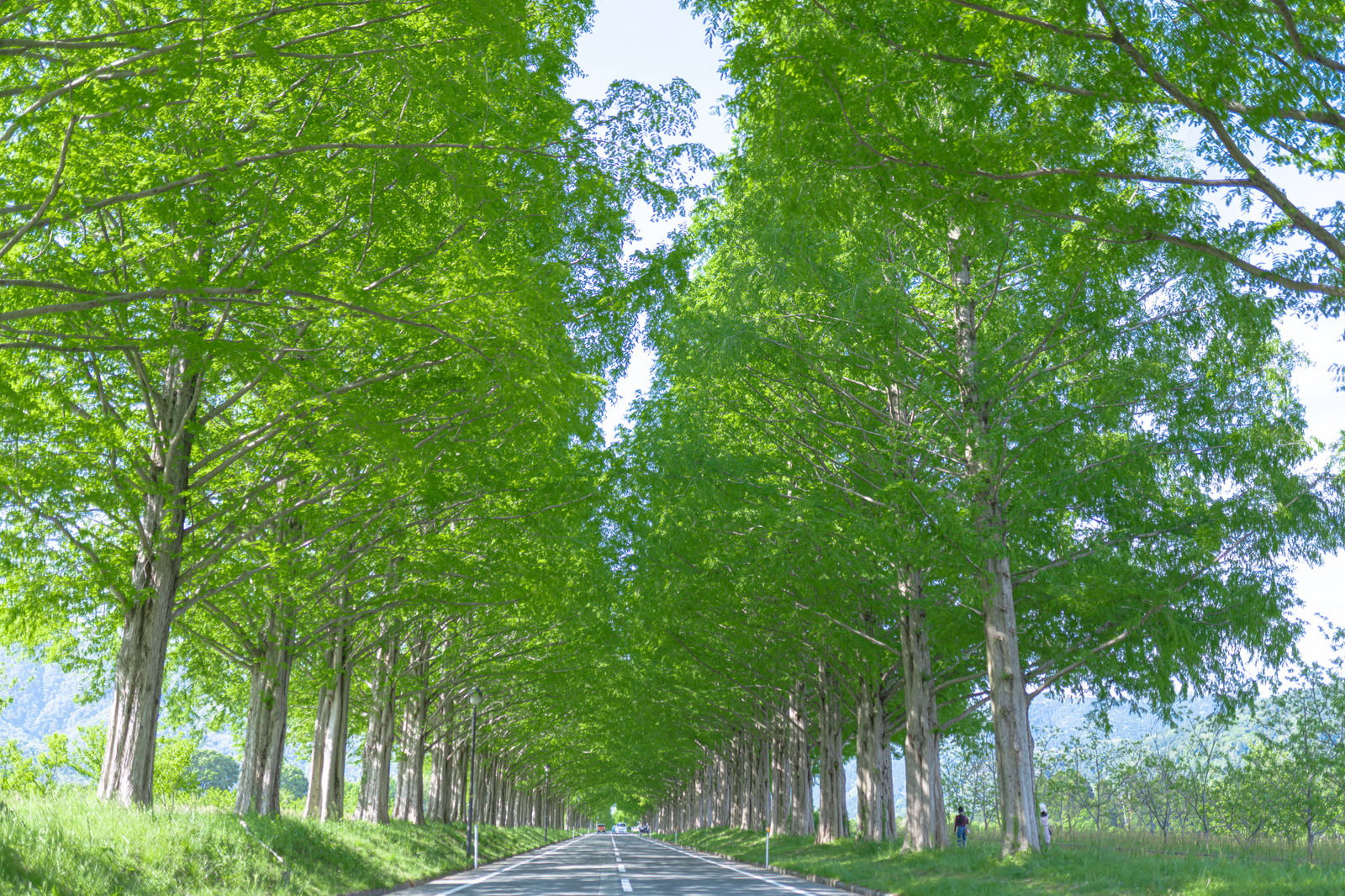 道路の両側に青々としたメタセコイヤが並ぶ緑のトンネル状の並木道