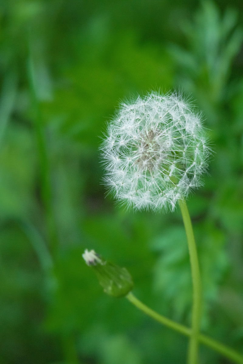 White spherical dandelion seed head (Tanpopo) with fine filaments spread outward, photographed at an upward diagonal angle