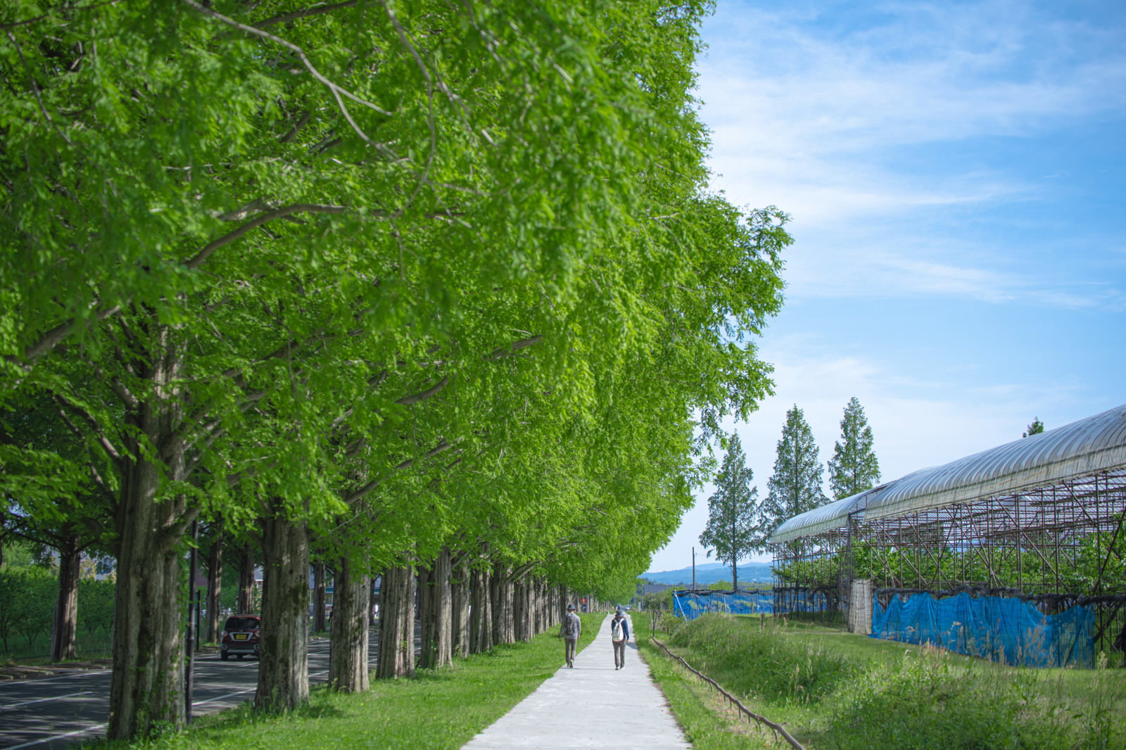 新緑のメタセコイヤの並木道と青空が広がる歩道の風景