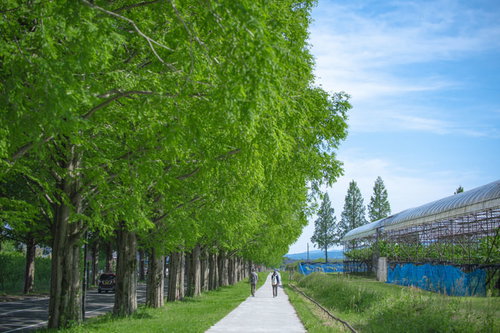 青いメタセコイヤの並木道を歩く爽やかな歩道