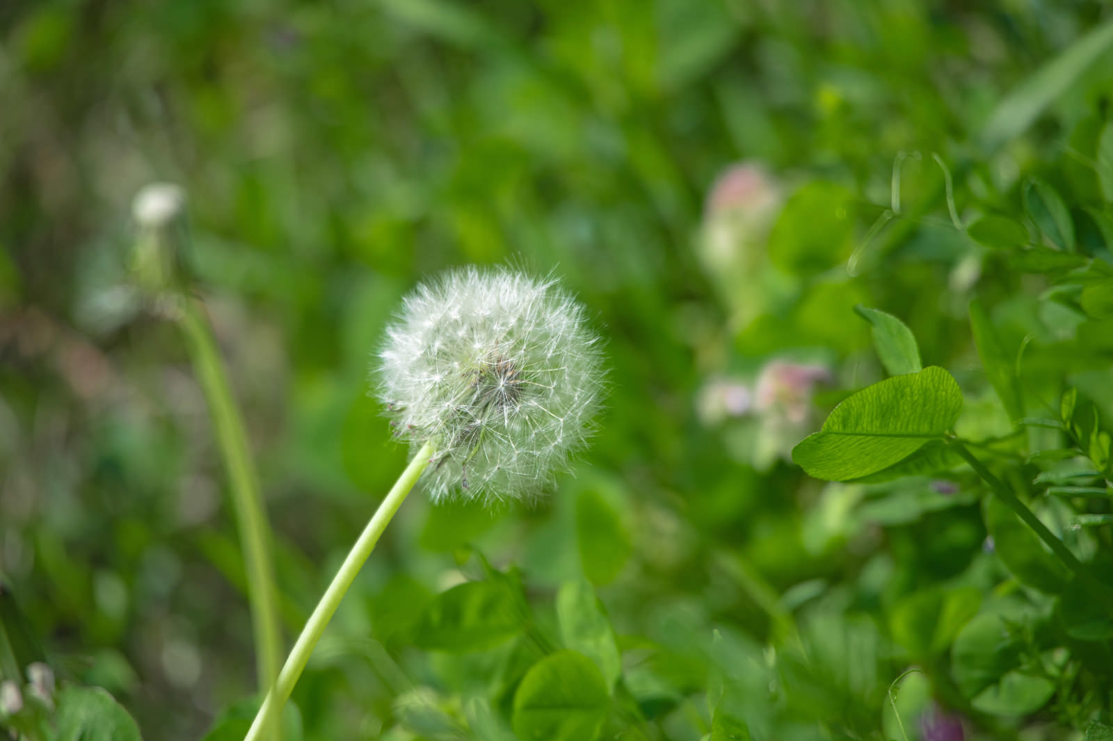 Dandelion seed head standing in spring grass