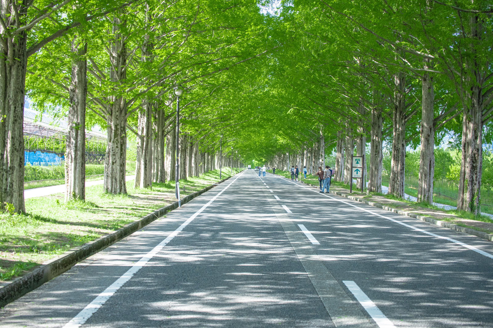 青々と茂るメタセコイヤの並木道、車道の両脇に緑の木々が並ぶ風景