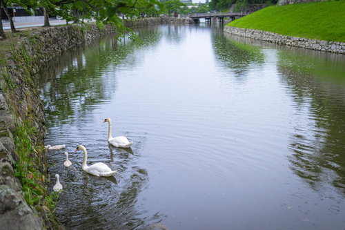 堀の穏やかな水面を泳ぐ白いアヒル