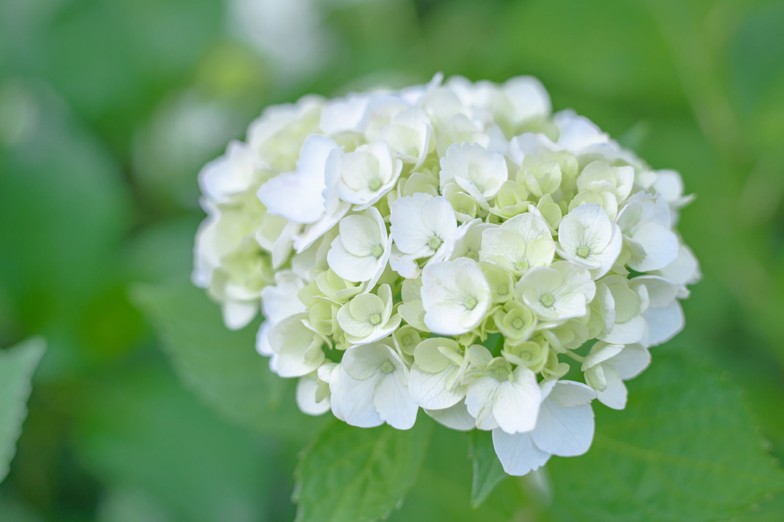 白い小花が集まって咲く紫陽花の花と緑の葉の背景