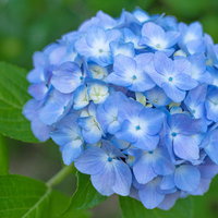 大きなガクの間に見え隠れする小さな青い紫陽花の写真