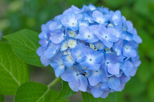 大きなガクの間に見え隠れする小さな青い紫陽花