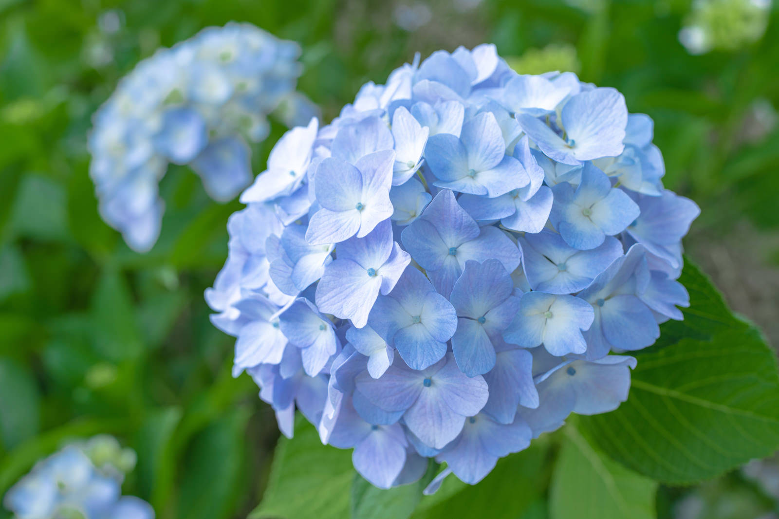 薄紫色の球状に咲く紫陽花の花房と緑色の葉
