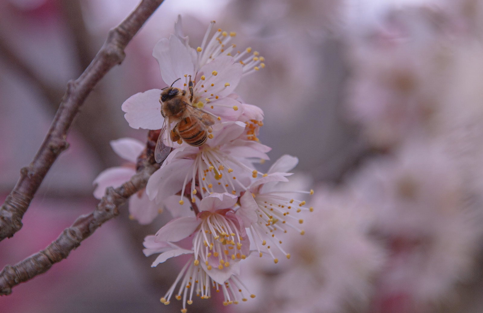 淡いピンクの桜の花で蜜を採取している小さなミツバチ