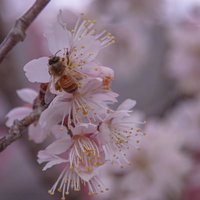 淡いピンクの桜の花で蜜を採取するミツバチの写真