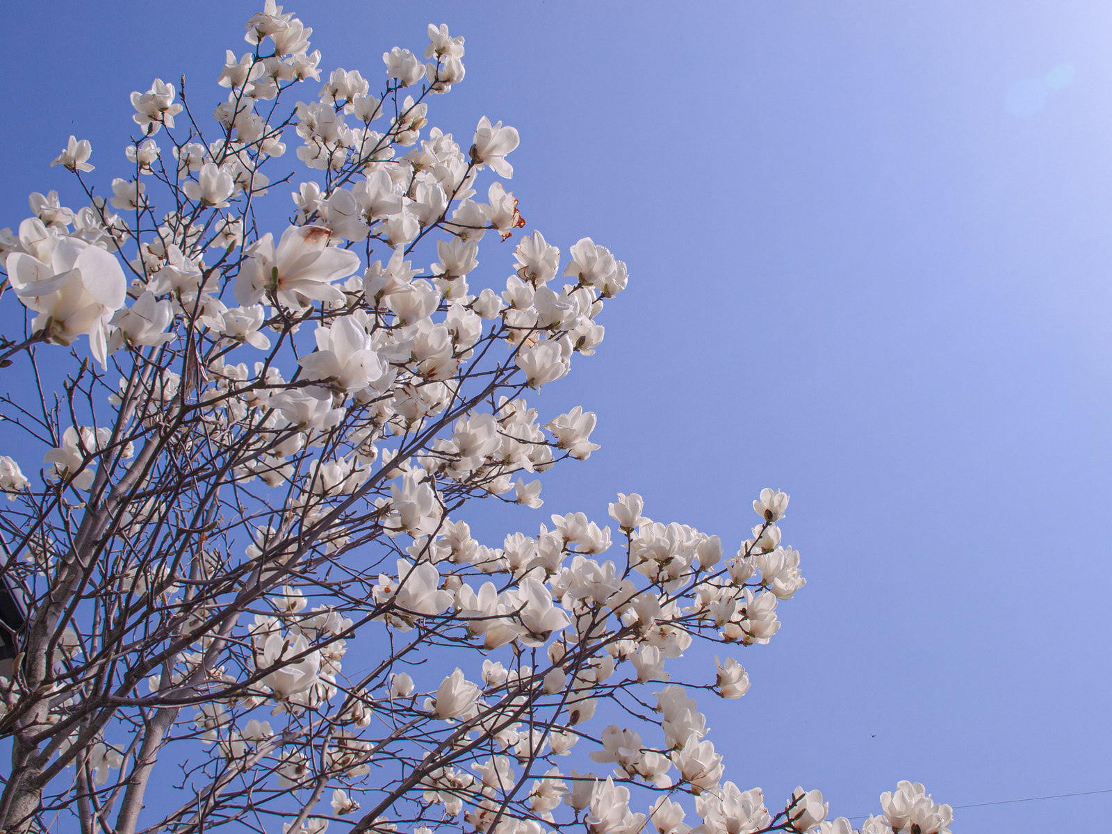 青空をバックに白い花を咲かせたモクレンの枝
