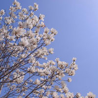 青空に映えるモクレンの白い花と枝、春の開花の写真