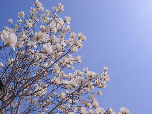 青空に映えるモクレンの白い花と枝、春の開花