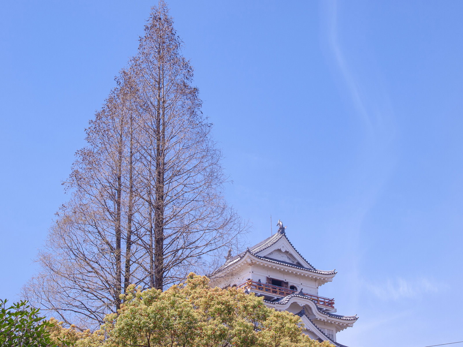 青空を背景に針葉樹と日本の城が写った風景