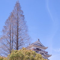 針葉樹に囲まれた日本の城跡の写真