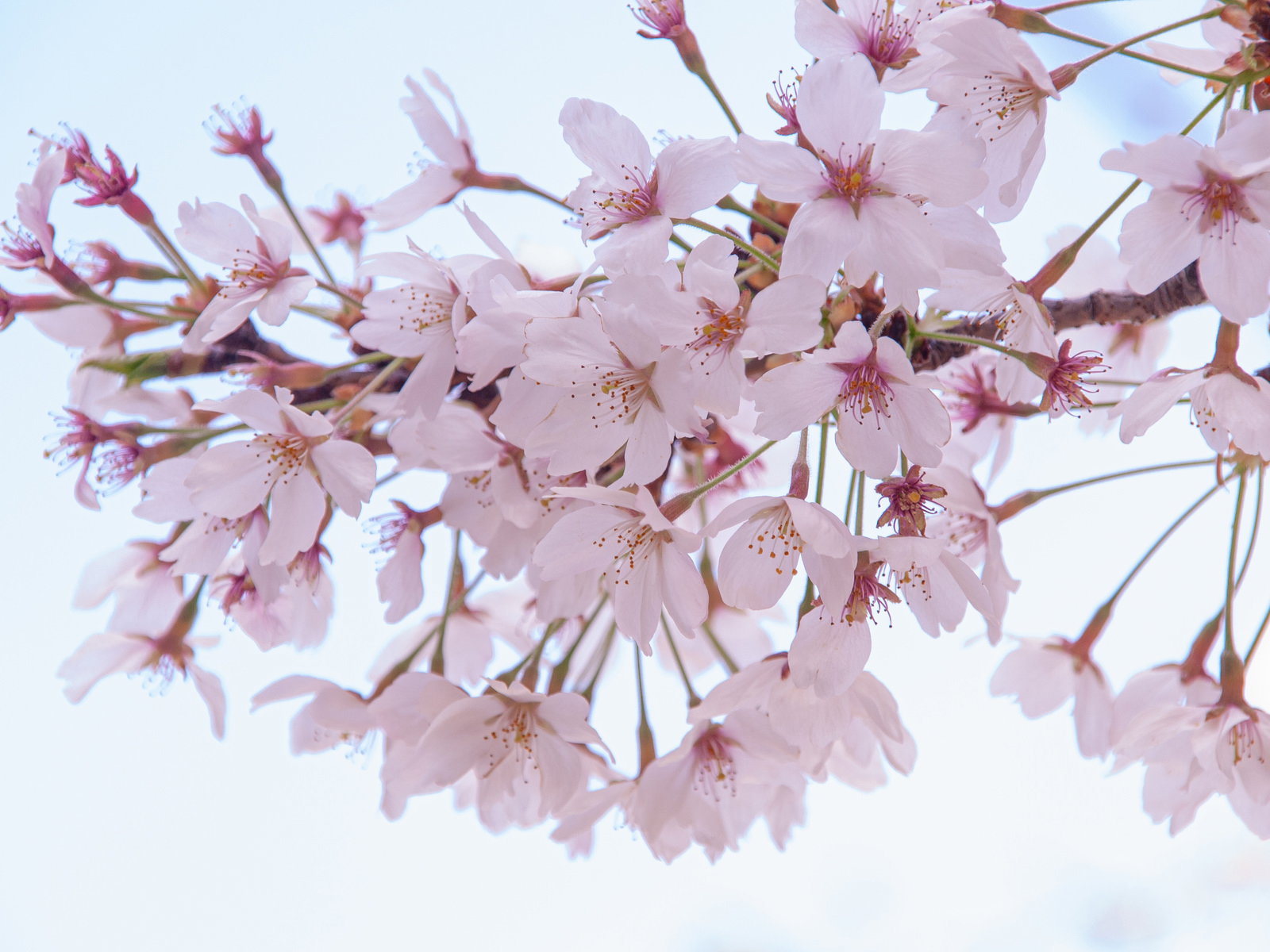 桜の枝に咲くソメイヨシノのクローズアップ