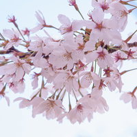 逆光で輝く桜の満開の花房の写真