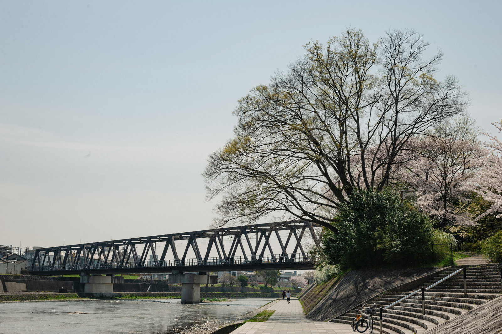 春の鴨川河川敷に満開の桜が咲き、奥に鉄道橋が見える京都の風景