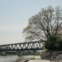 春の鴨川河川敷に満開の桜が咲く橋と遊歩道の風景の写真