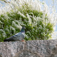 石塀にとまるドバト｜野鳥の写真