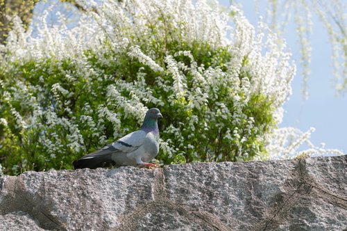 石塀にとまるドバト｜野鳥
