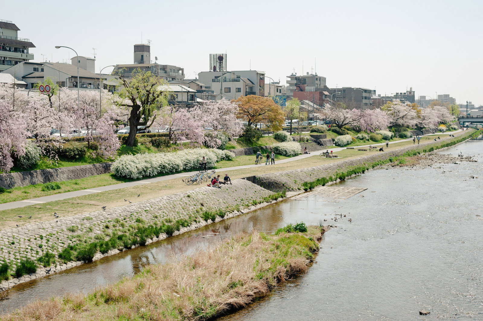 京都の鴨川沿いに咲く満開の桜と河原でくつろぐ人々
