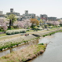 京都鴨川桜沿いの河川敷でくつろぐ人々と春の風景の写真