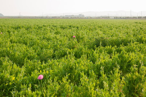 緑の中に密かに咲くピンク色のポピー、広島県の田園風景