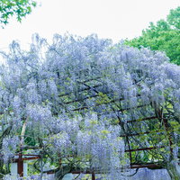 紫紫色にしだれる藤の花と木製の棚の写真