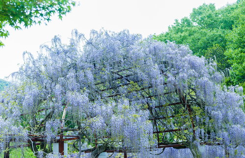 紫紫色にしだれる藤の花と木製の棚