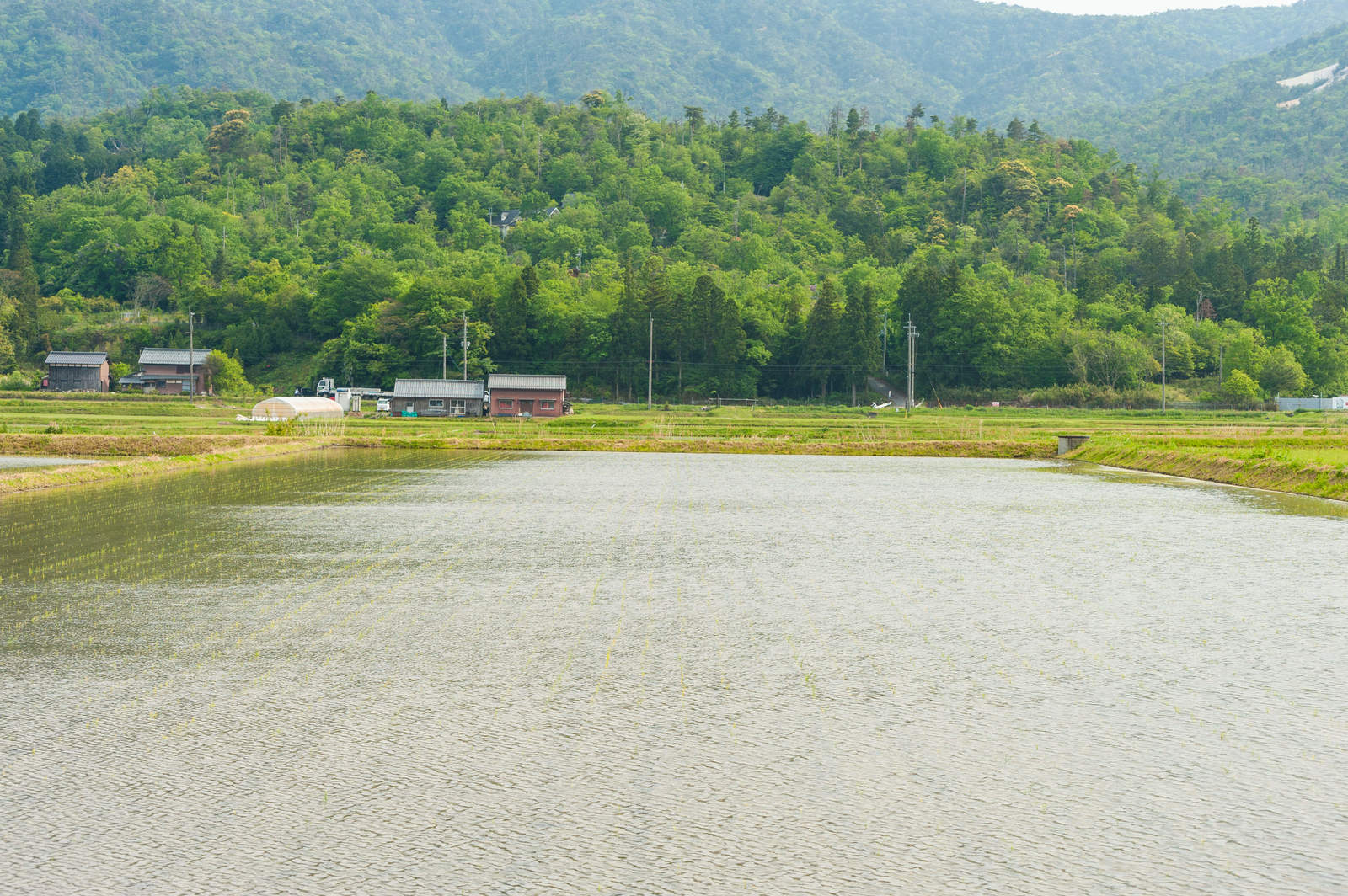 山を背景にした田植え後の水田風景
