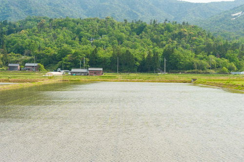 何気ない田園風景、田植え後の水田と緑の山々