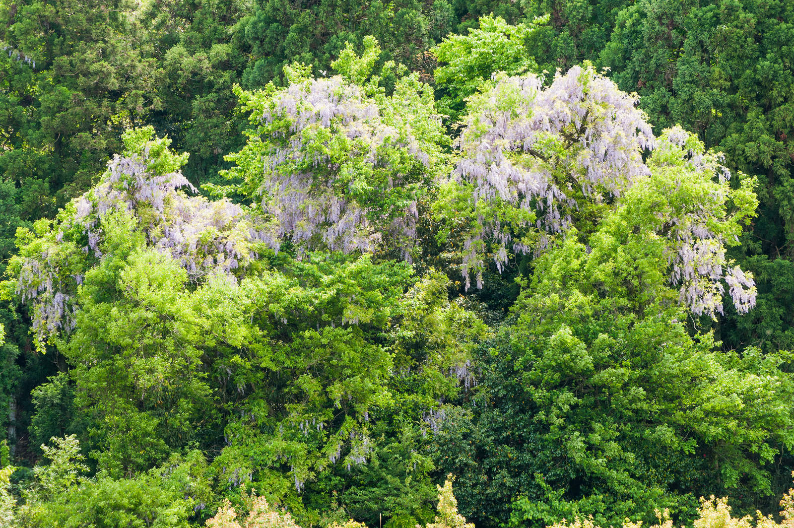 新緑の樹木の中で薄紫色の花を房状に垂らして咲く藤の樹