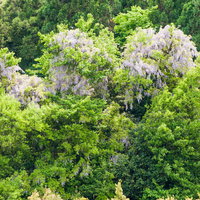 新緑の中で開花する藤の樹の写真